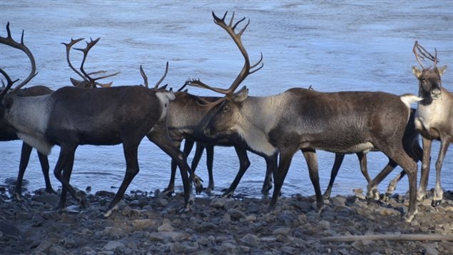 Des caribous de la harde Fortymile près de la rivière Yukon.