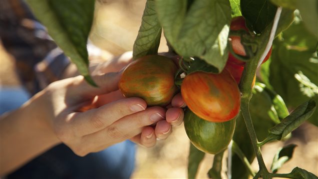 Plants de tomates Plants de tomates