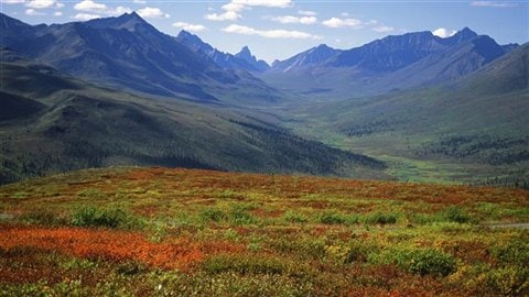 Forêt boréale au Yukon 