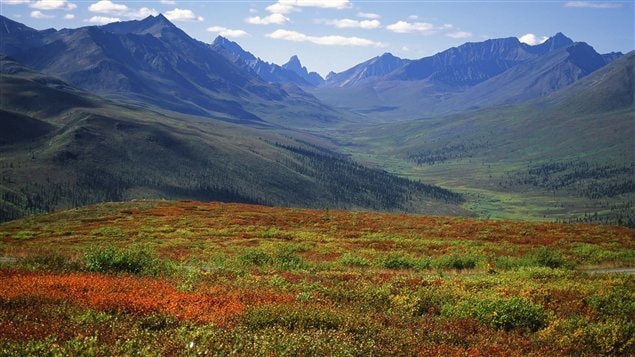 Forêt boréale au Yukon.