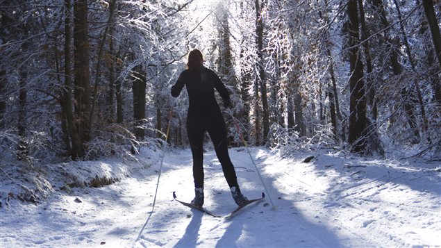 Ski de fond en forêt