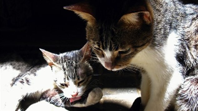 Cat's Family ( Famila de Gatos) es el nombre de la exposición fotográfica que Armando Valdés presentará, a principios del 2014, en la Ottawa Public Library.