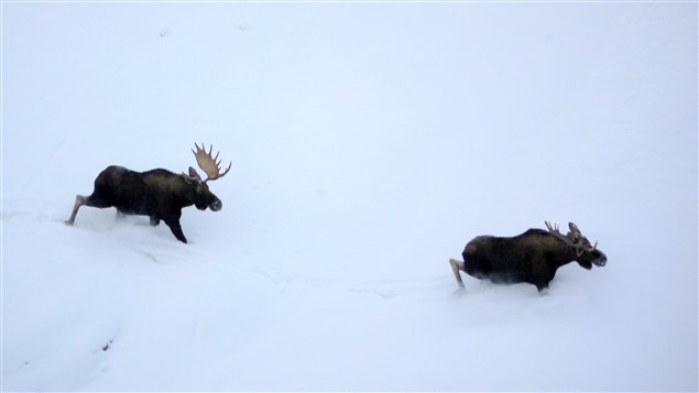 Big hooves help moose move through the snow.
