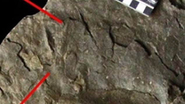 allosaurus footprint