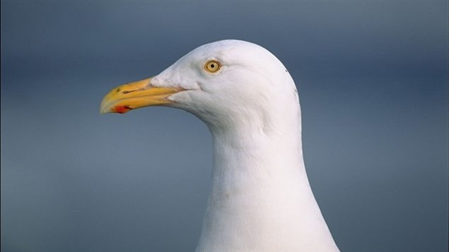 A close up of the head of a glaucous gull
