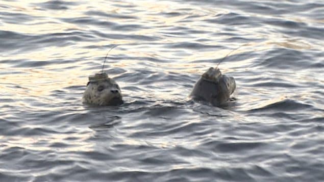Cinq phoques « branchés » ont été relâchés dans l'océan par l'Aquarium de Vancouver.