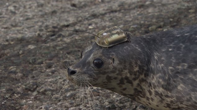 Cet émetteur satellite permettra à l'Aquarium de Vancouver de pister les cinq phoques pendant quelques mois.