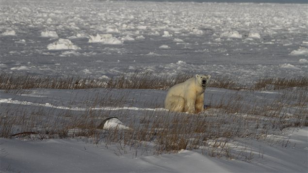 Un ours polaire à Churchill