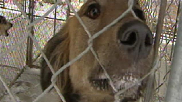 Un chien, dans un chenil, en attente d'une famille d'accueil. 