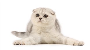 Chat mignon