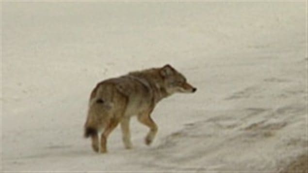 ذئب البراري (coyote) يسير في الثلج