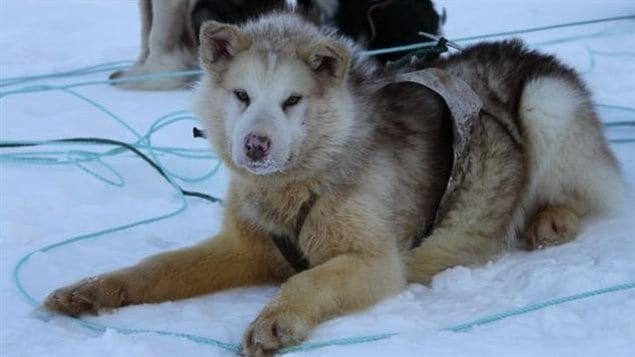 A sled dog lying in the snow in the Arctic.