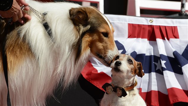 Uggie, le chien en vedette dans le film <i>The Artist</i>, reçoit un baiser de Lassie (L), une descendante de la chienne Lassie qui a été en vedette dans la série homonyme. Uggie, le chien en vedette dans le film <i>The Artist</i>, reçoit un baiser de Lassie (L), une descendante de la chienne Lassie qui a été en vedette dans la série homonyme.