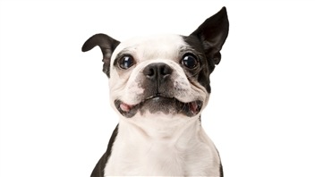 Un chien Boston terrier.