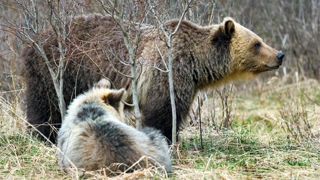 https://grizzlybearfoundation.com/blogs/news/dark-days-ahead-for-british-columbias-grizzly-bears 