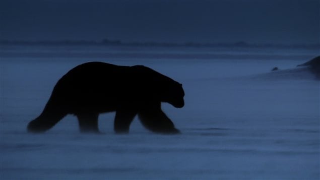 Un ours polaire marche sur la banquise