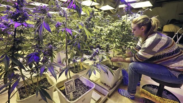 Plantas de marijuana del 3D Cannabis Center de Denver, Colorado