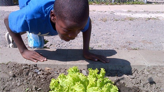 Proyecto de agricultura urbana con los niños