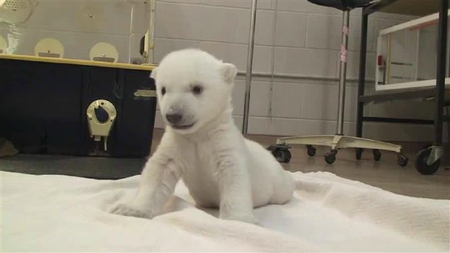 L'ourson est né le 9 novembre dernier.