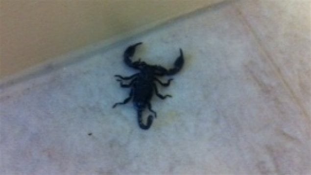 Theresa Arnott a découvert ce scorpion dans sa salle de bain.