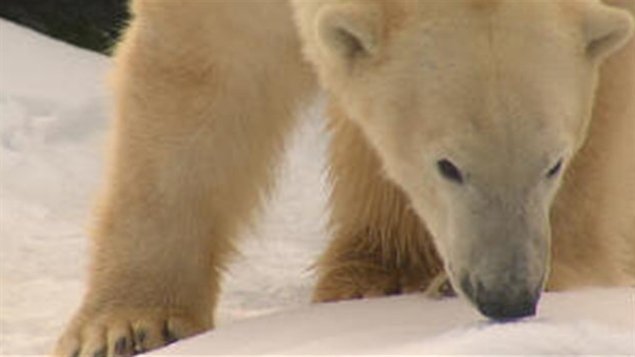 Les changements climatiques menacent à long terme les populations d'ours blancs.