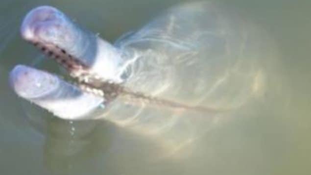Le dophin de la rivière Araguaia