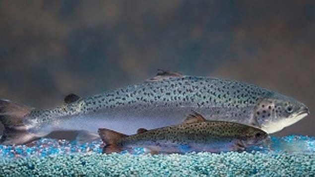 The AquaBounty salmon grows faster to market size than natural salmon. Environmental lawyers have been fighting the government approval for the company to market the fish to consumers, the first such approval of a GM food animal in the world.