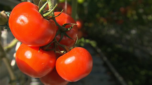 De belles tomates de serre du sud de l'Ontario.