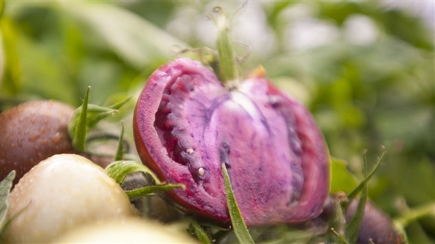 Des chercheurs britanniques fondent beaucoup d'espoir dans une nouvelle variété transgénique de tomates cultivées à Leamington, dans le Sud-Ouest ontarien.