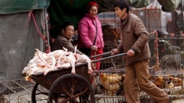 死于H5N1的卡尔加利女子可能受到了非法运送的家禽病毒感染。