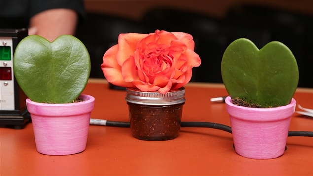 Une rose orange entourée de deux hoyas en forme de coeur. Une rose orange entourée de deux hoyas en forme de coeur.