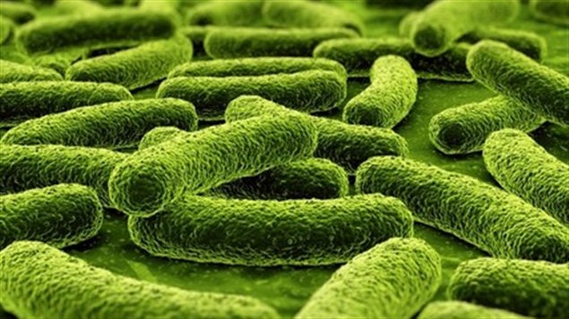 Lactobacillus Rhamnosus