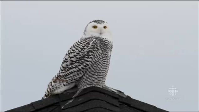The snowy owl, while much loved, has already been claimed as the provincial bird of Quebec.