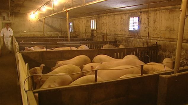 Le Conseil canadien du porc est l'un des organismes au pays qui se réjouit de l'accord de libre-échange conclu avec la Corée du Sud par le premier ministre Stephen Harper.