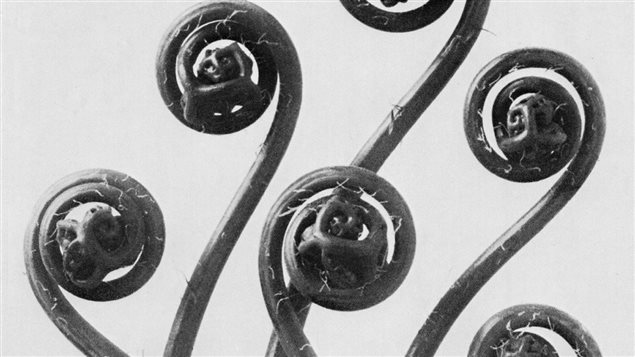 Détail de la photo de têtes de violon par Karl Blossfeldt Détail de la photo de têtes de violon par Karl Blossfeldt