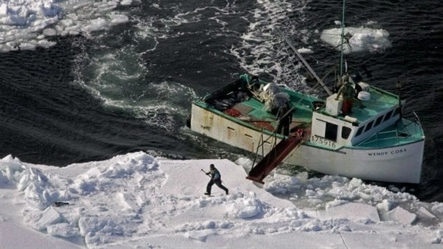  Un chasseur se dirige vers un phoque du Groenland lors de la chasse annuelle sur la côte Est du Canada. Photo prise en 2009 