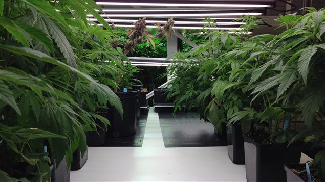 Des plants de marijuana à la nouvelle usine Vert Médical au Québec.
