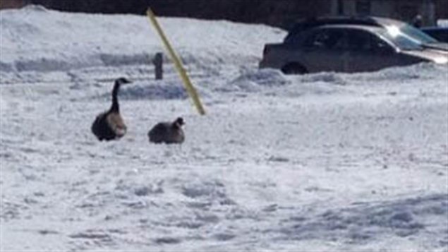 In Winnipeg, Manitoba, the Fort Whyte Alive  interpretive centre manager Ken Cudmore said he's never seen anything like it. The centre's usual flock of 200 geese showed up for spring, found winter instead and almost all of them turned around and flew back south.