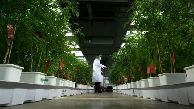 Une des nouvelles usines canadiennes de marijuana.