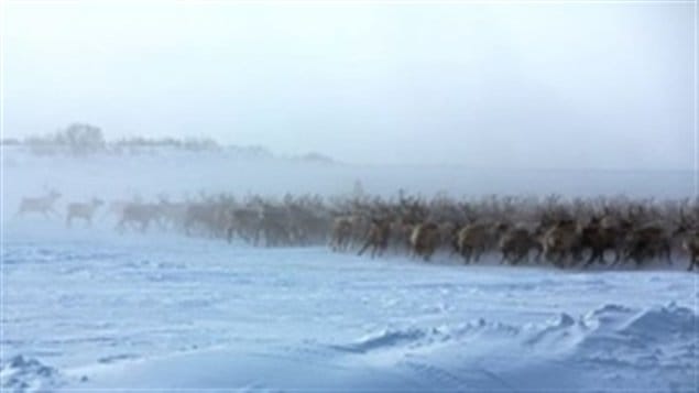  3 000 rennes tranversant le fleuve Mackenzie dans les TNO sur le pont de glace entre Inuvik et Tuktoyaktuk
