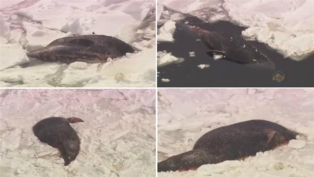 Images de trois des baleines bleues trouvées mortes dans les glaces au large de Terre-Neuve-et-Labrador