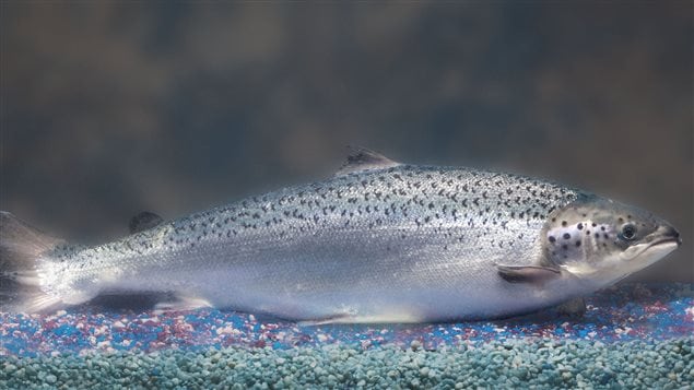 Le saumon transgénique AquaBounty