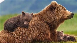 Grizzlis de Disney