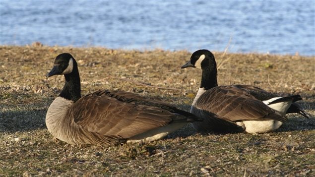 Pareja de gansos silvestres de Canada