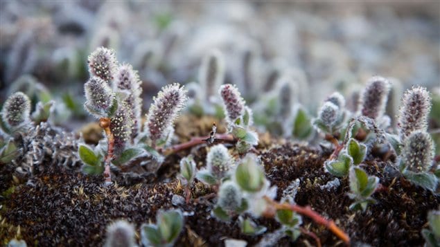 Arctic willow, the only tree in the high Arctic, doesn’t grow higher than a few centimetres off the ground.