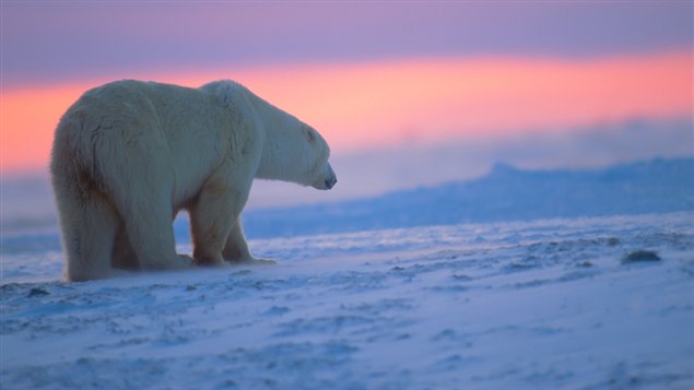 A polar bear looking at sunset in the Canadian Arctic. 