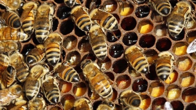 يتخوّف العلماء من مضاعفات البرد القارس على النحل المنتج للعسل في كندا