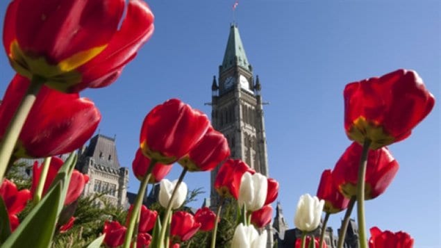 Festival canadien des tulipes d'Ottawa, mai 2011.