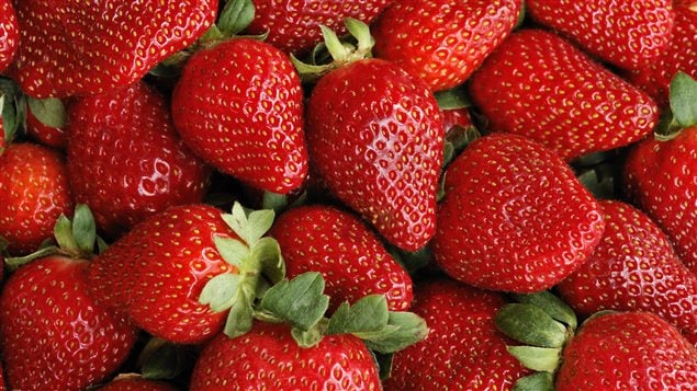 Des fraises fraîches Des fraises fraîches