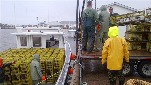 Pescadores canadienses de langosta